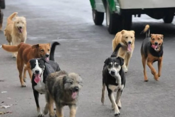 Vecinos denuncian envenenamiento de mascotas en Plaza Güemes