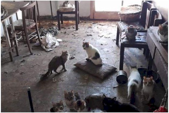 Buscan hogar para 50 gatos tras el fallecimiento de una mujer que vivía con ellos en La Plata.