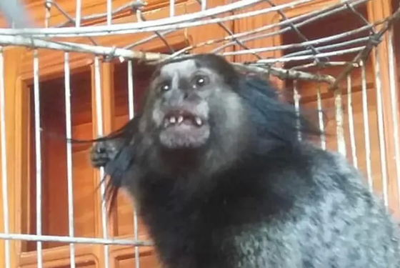 Hablamos con Alejandro Serena, director del Bioparque de La Plata, por el robo del mono tití: 